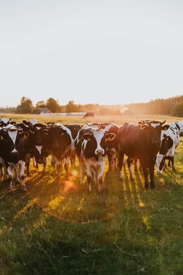 Livestock